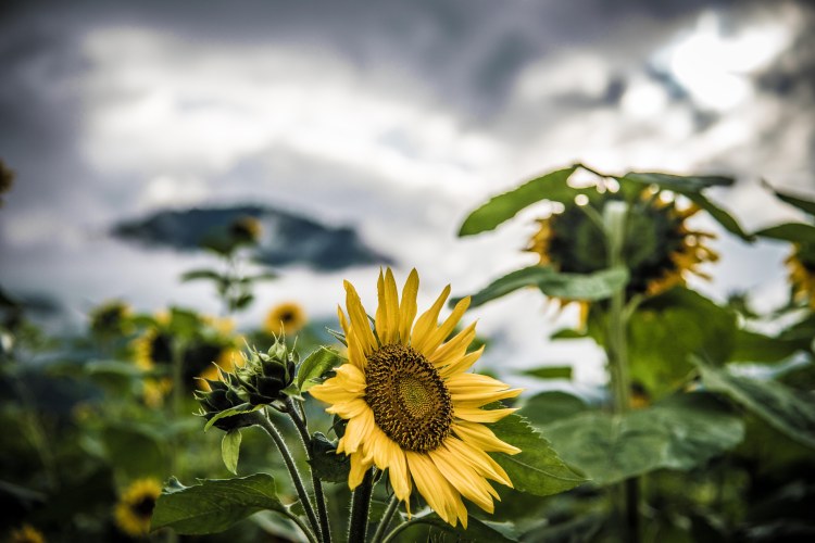 Swiss Family Purler 1027 - 20150920