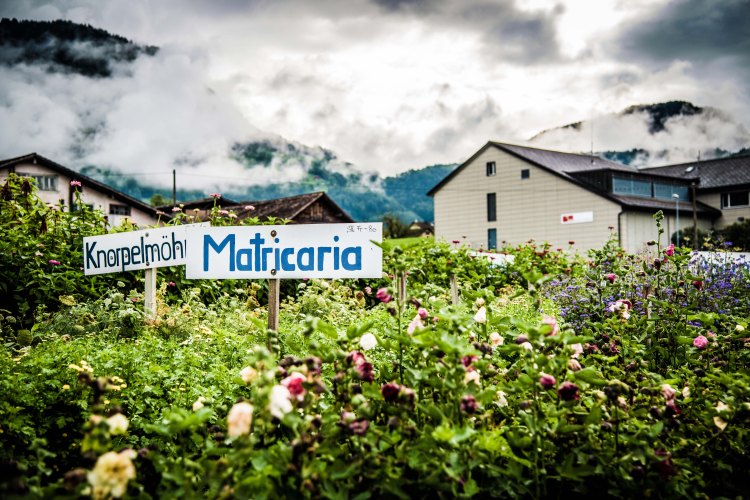 Swiss Family Purler 1031 - 20150920