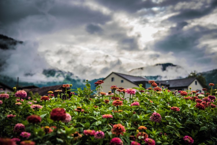 Swiss Family Purler 1032 - 20150920