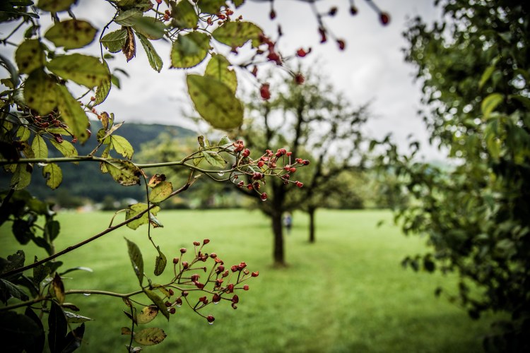 Swiss Family Purler 1038 - 20150920