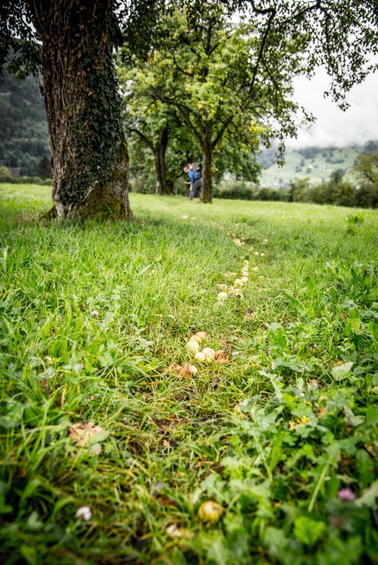 Swiss Family Purler 1040 - 20150920