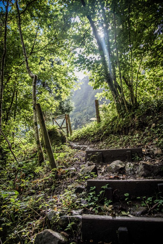 Swiss Family Purler 1143 - 20150920