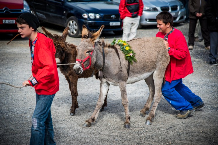 Alpabzug Day0123 - 20151003