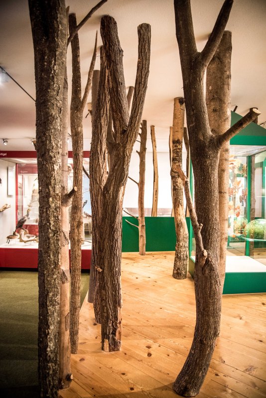 Fall in Luzern 0198 - 20151018