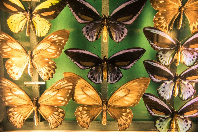 Fall in Luzern 0214 - 20151018