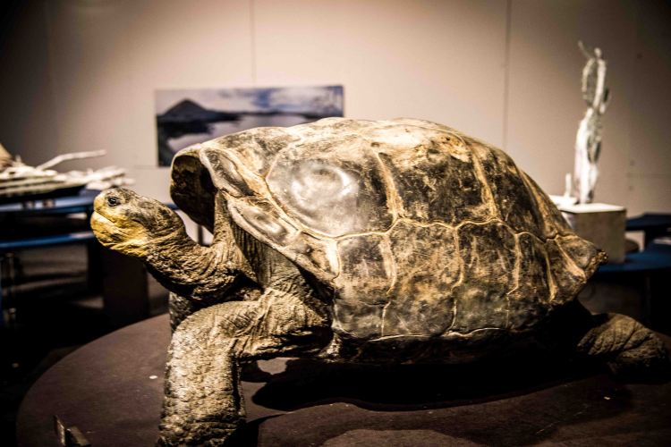 Fall in Luzern 0230 - 20151018