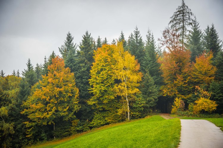 Fall in Luzern 0248 - 20151018