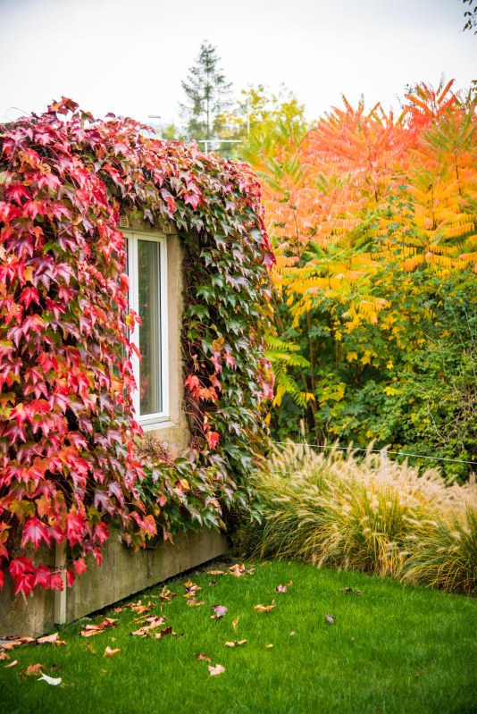 Fall in Rotkreuz 0005 - 20151011