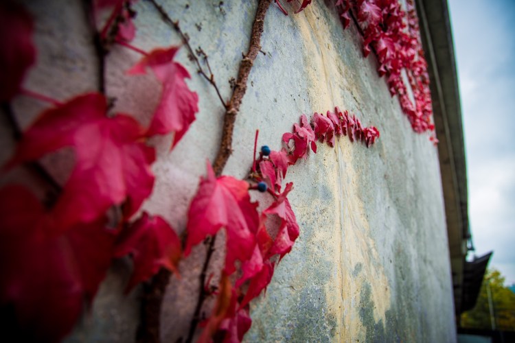 Fall in Rotkreuz 0010 - 20151011