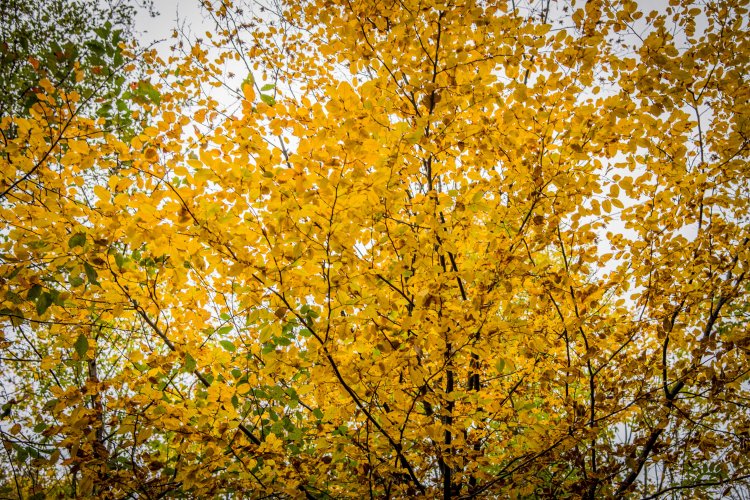 Fall in Rotkreuz 0027 - 20151011