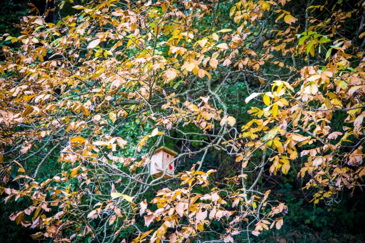 Fall in Rotkreuz 0034 - 20151011