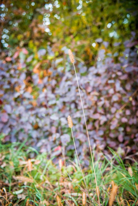 Fall in Rotkreuz 0138 - 20151011