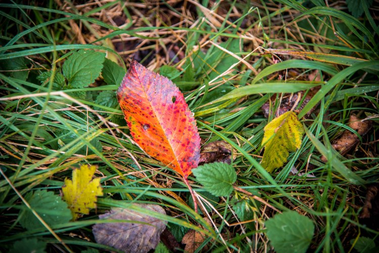 Fall in Rotkreuz 0141 - 20151011