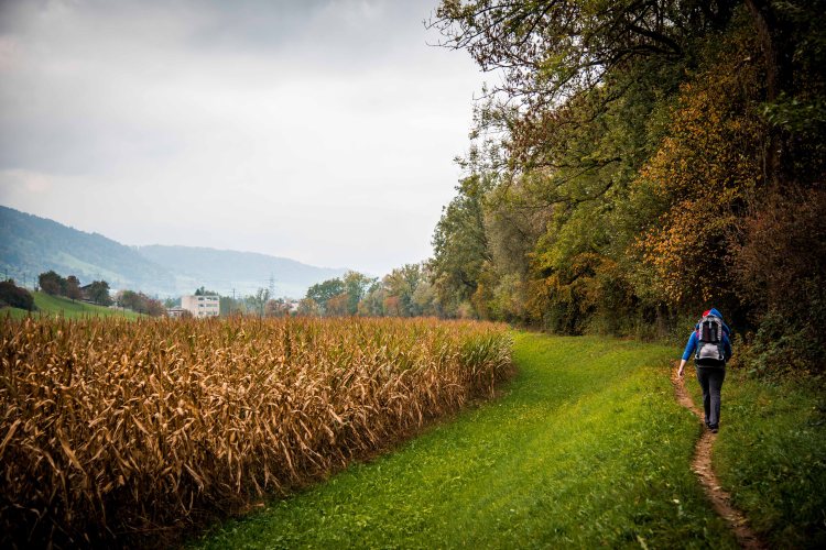Fall in Rotkreuz 0142 - 20151011