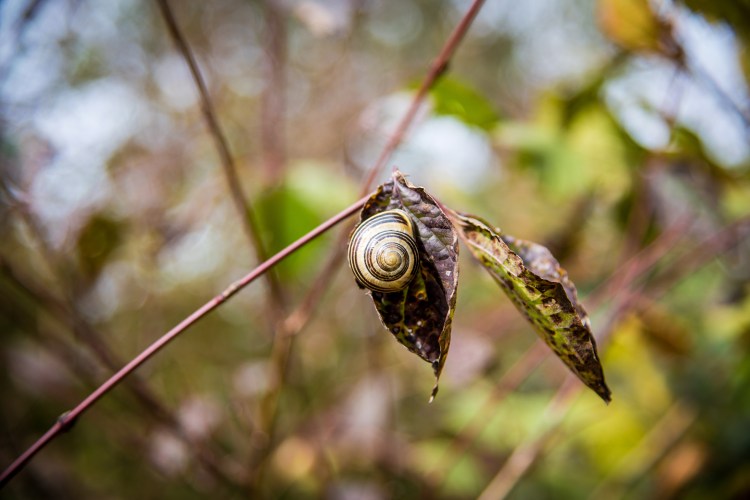 Fall in Rotkreuz 0147 - 20151011