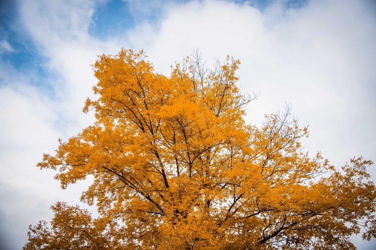 Fall in Rotkreuz 0149 - 20151011