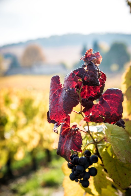 Lyon & Geneva 0177 - 20151025