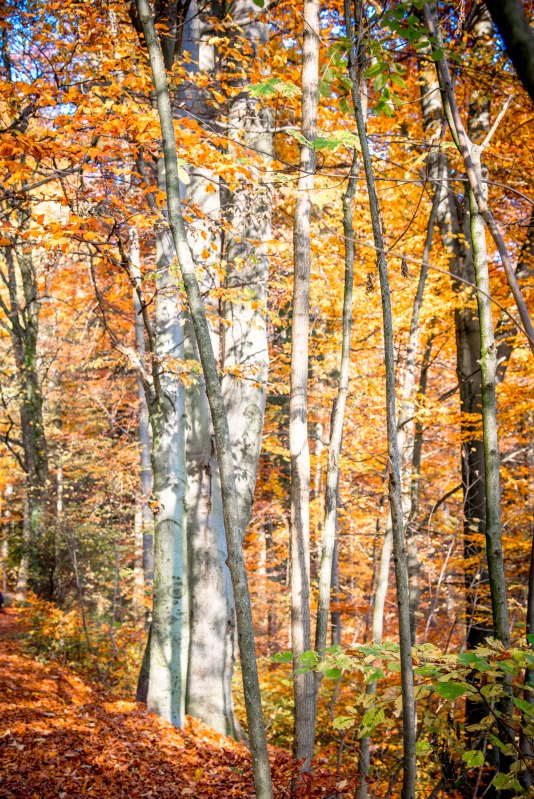 Zurich 0065 - 20151102