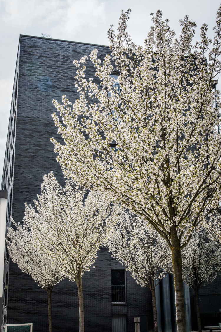 Spring @ Tribschen 0066 - 20160410