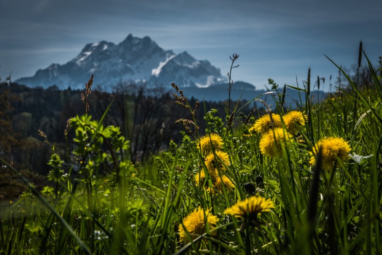 Spring @ Tribschen 0083 - 20160410