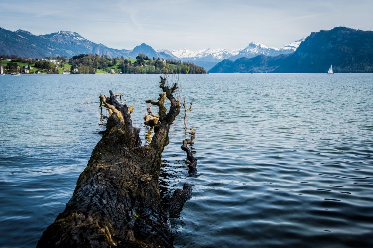 Spring @ Tribschen 0108 - 20160410