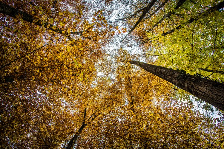 happy-herbst-0021-20161106