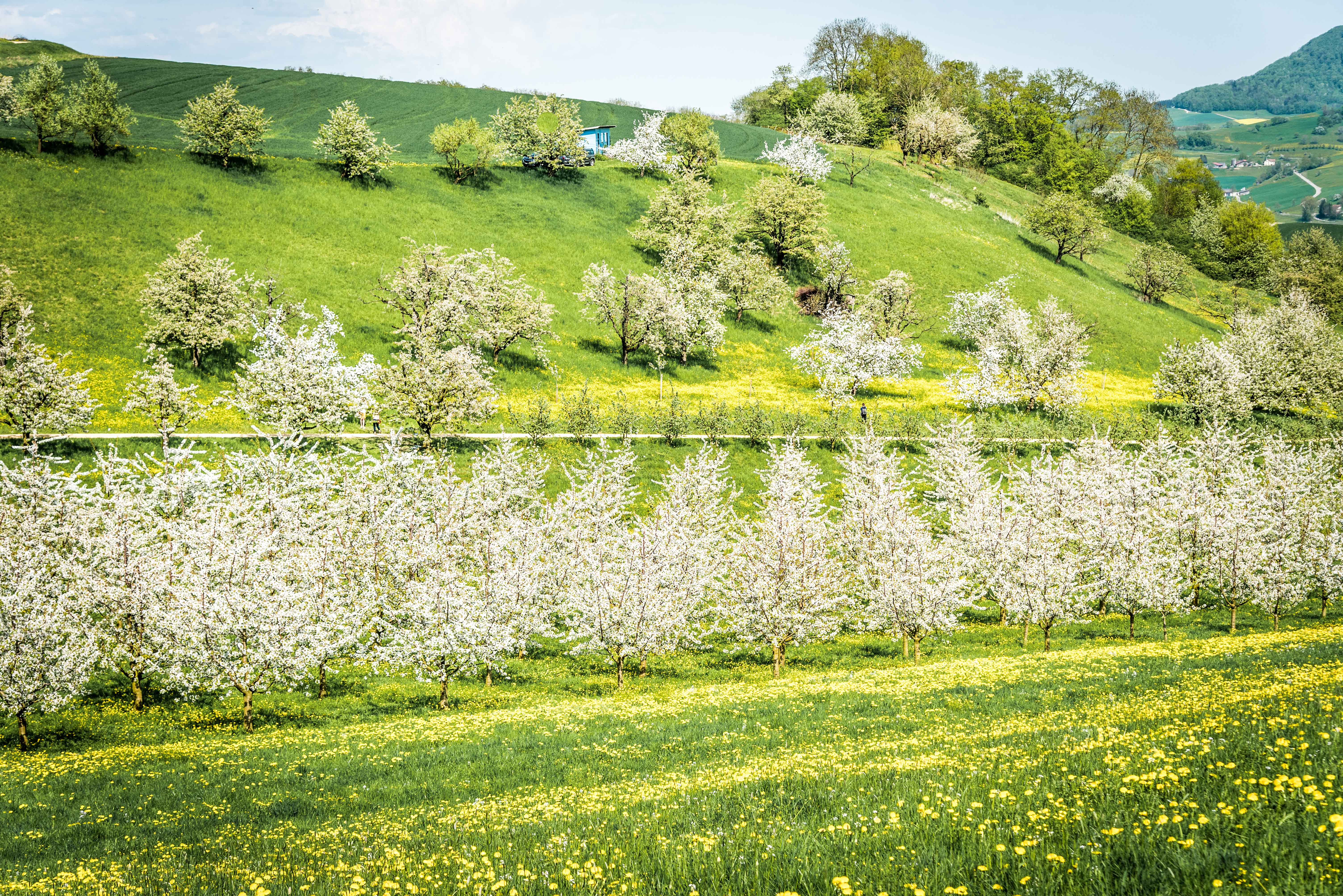 Mainau &amp; Frick-280