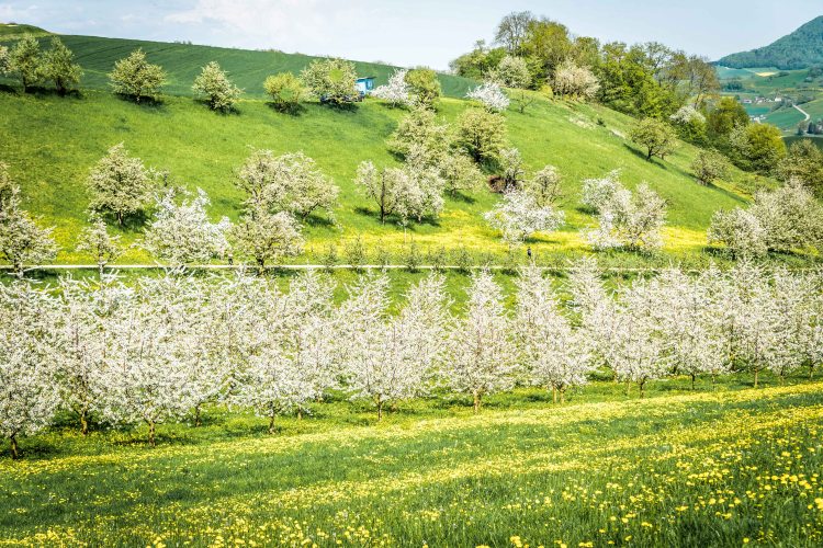 Mainau &amp; Frick-280